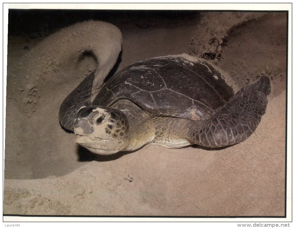 (225)  Cyprus Sea Turtle Digging Nest - Schildkröten