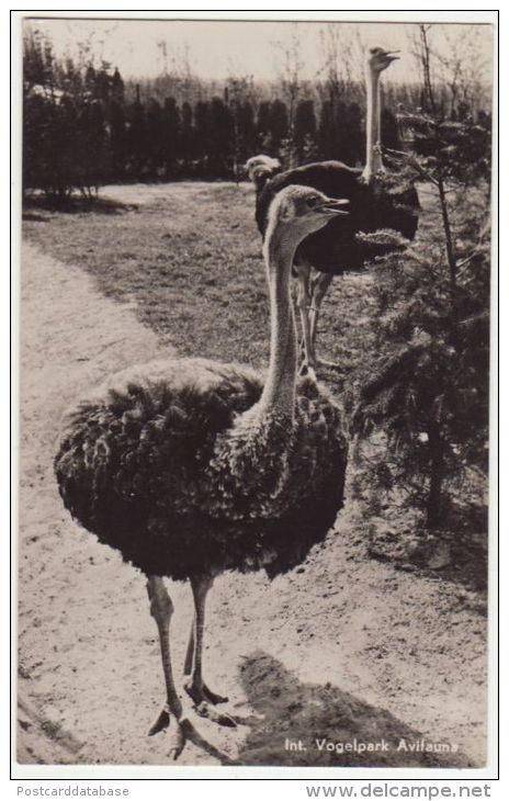 Avifauna, Alphen A/d Rijn - Struisvogel - & Bird, Zoo - Alphen A/d Rijn