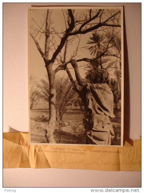 PHOTO TUNISIE ANNEES 1940-1950 - TOZEUR JARDIN D'ESSAI CULTURE INTERCALAIRES - 12X17 - PHOTO BOSSOUTROT TUNIS - - Places