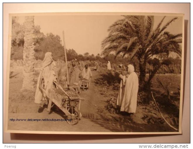 PHOTO TUNISIE ANNEES 1940-1950 - TOZEUR JARDIN D'ESSAI - JARDINIERS BROUETTE - 17X12 - BOSSOUTROT TUNIS  Tirage D'époque - Places