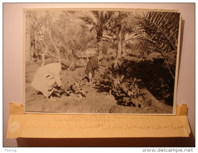 PHOTO TUNISIE ANNEES 1940-1950 - TOZEUR JARDINS D'ESSAI CULTURE INTERCALAIRE - 17X12 - BOSSOUTROT TUNIS  Tirage D'époque - Places