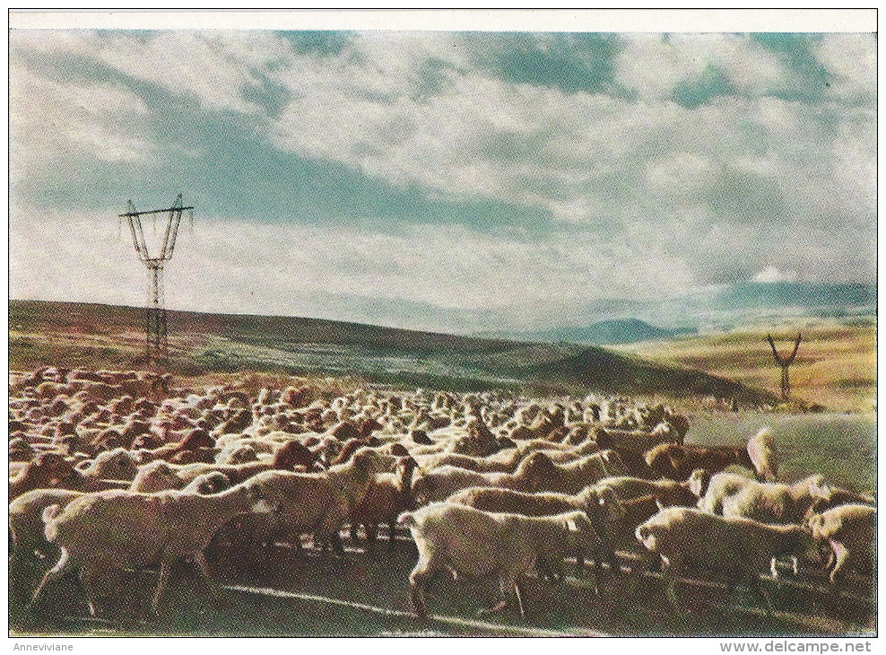 Arménie - Sheep In The Zangezur Mountains - Armenië