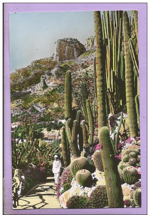 Cereus, Pilocereus Et Echinocactus Divers - Carabinier - Jardin Exotique De Monaco -  Photo Véritable - Altri & Non Classificati