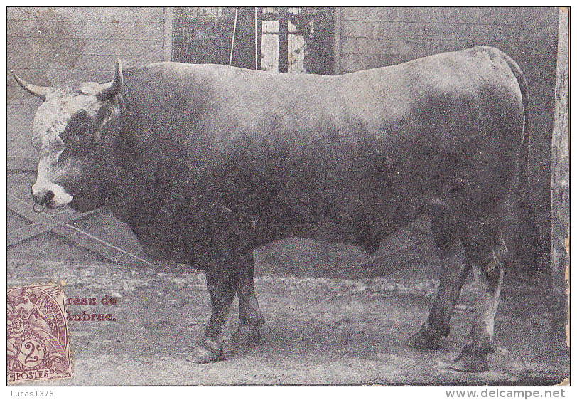 TAUREAU DE L AUBRAC / RARE ET TRES BELLE CARTE / EDIT CARRERE A RODEZ - Taureaux