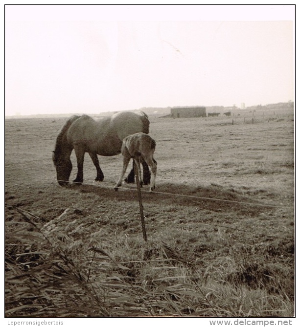 Dans La Campagne Flamande Du Côté De Nieuport - 6 Photos Noir Et Blanc - Lieux