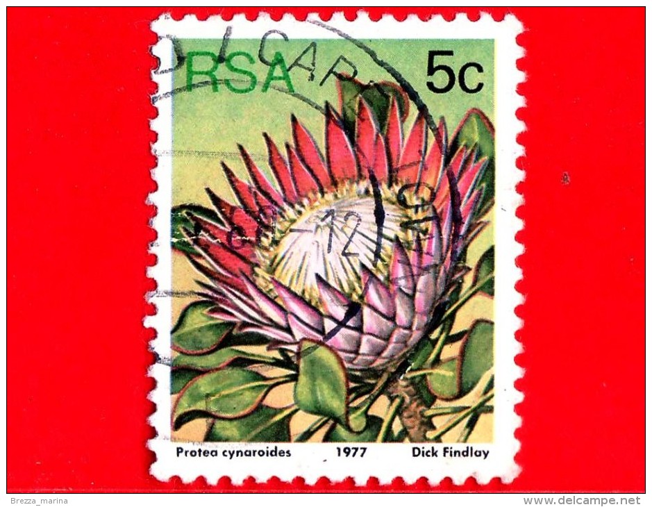 RSA - SUD AFRICA - 1977 - Fiori - Piante ( Flora ) - Protea Cynaroides - 5 - Gebraucht