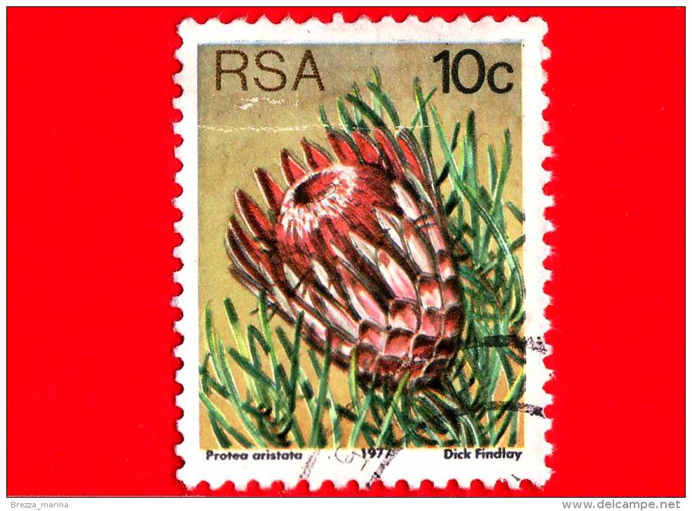 RSA - SUD AFRICA - 1977 - Sugarbushes - Protea Aristata - 10 - Gebraucht