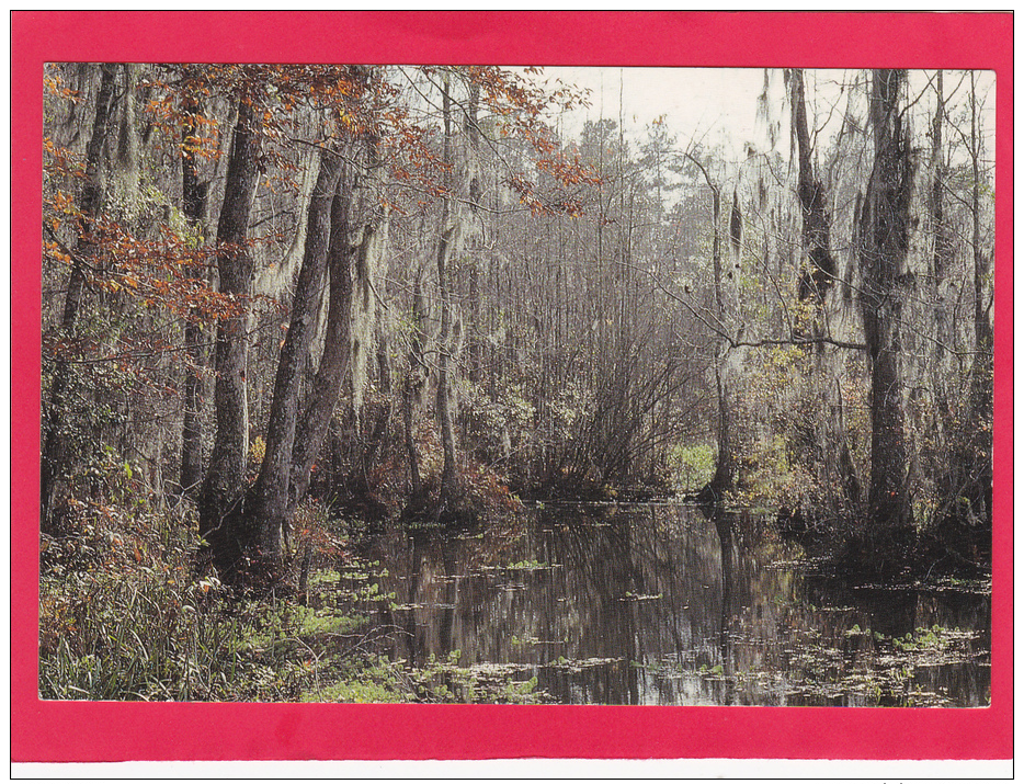 THE SWAMP,NEW ORLEANS,LOUISIANA,USA,NOT POSTED,U8. - New Orleans