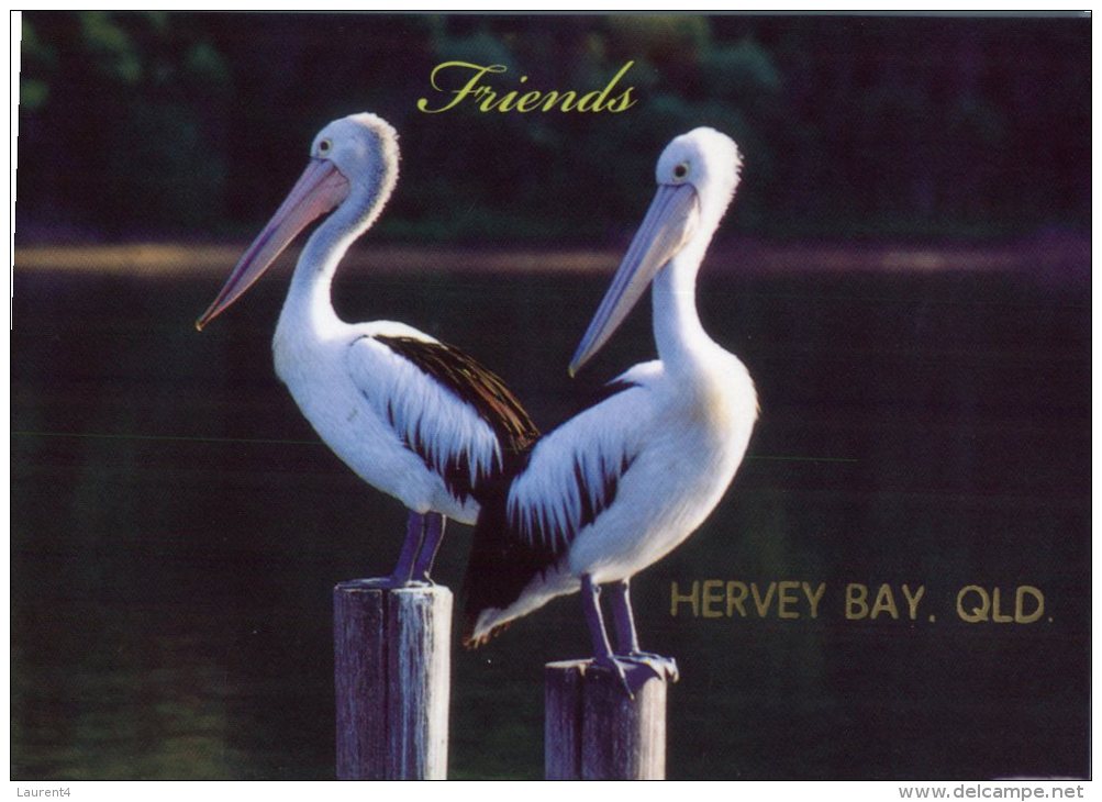 (669) Australia - QLD - Hervey Bay Pelican - Sunshine Coast