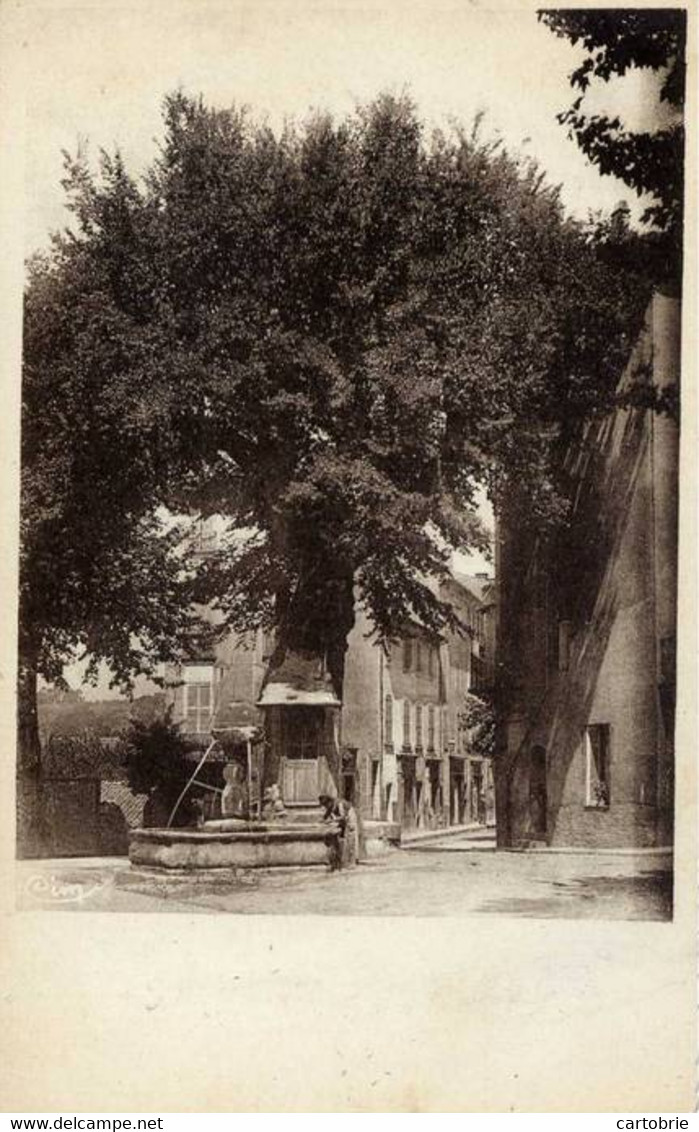 Dépt 83 - SALERNES - Ormeau Légendaire - (arbre Remarquable) - Salernes
