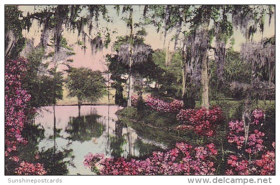 Middleton Place Gardens Charleston South Carolina - Charleston