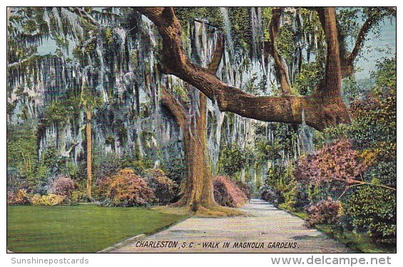 Walk In Magnolia Gardens Charleston South Carolina - Charleston