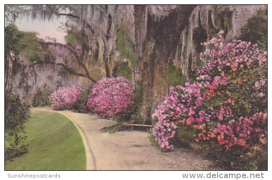 Magnolia Gardens Charleston South Carolina - Charleston