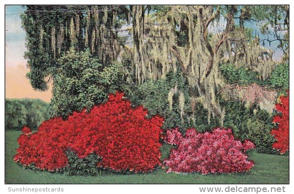 Ascene In The More Formal Section Of Magnolia Gardens Charleston South Carolina 1942 - Charleston
