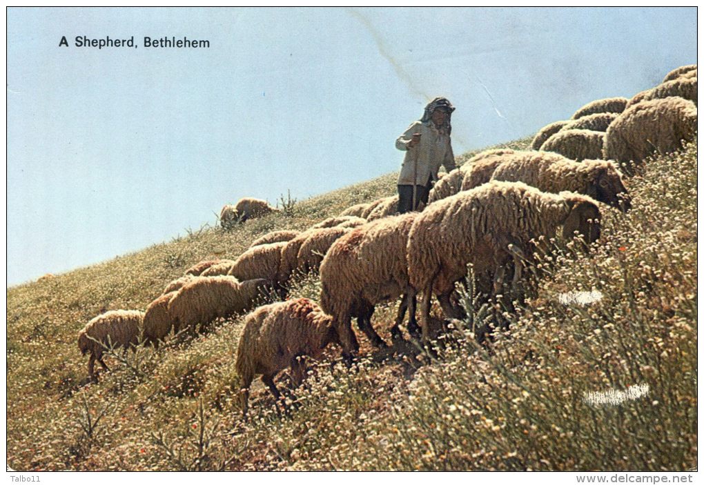 Bethlehem - A Shepherd - Berger - Moutons - Jordan