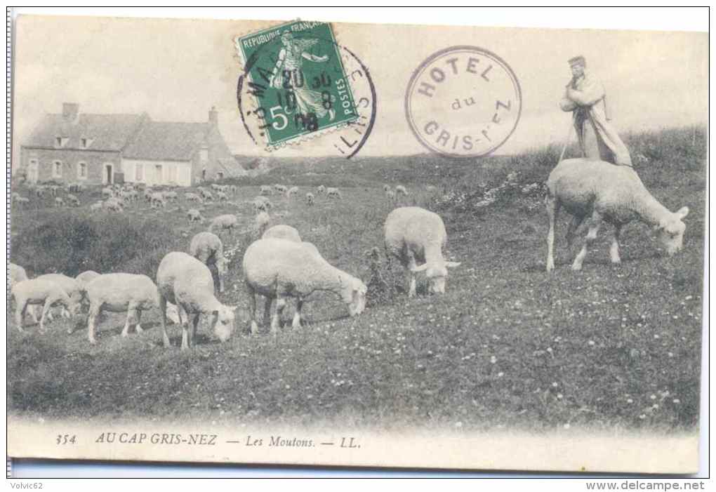 CPA Cap Gris Nez Les Moutons - Autres & Non Classés