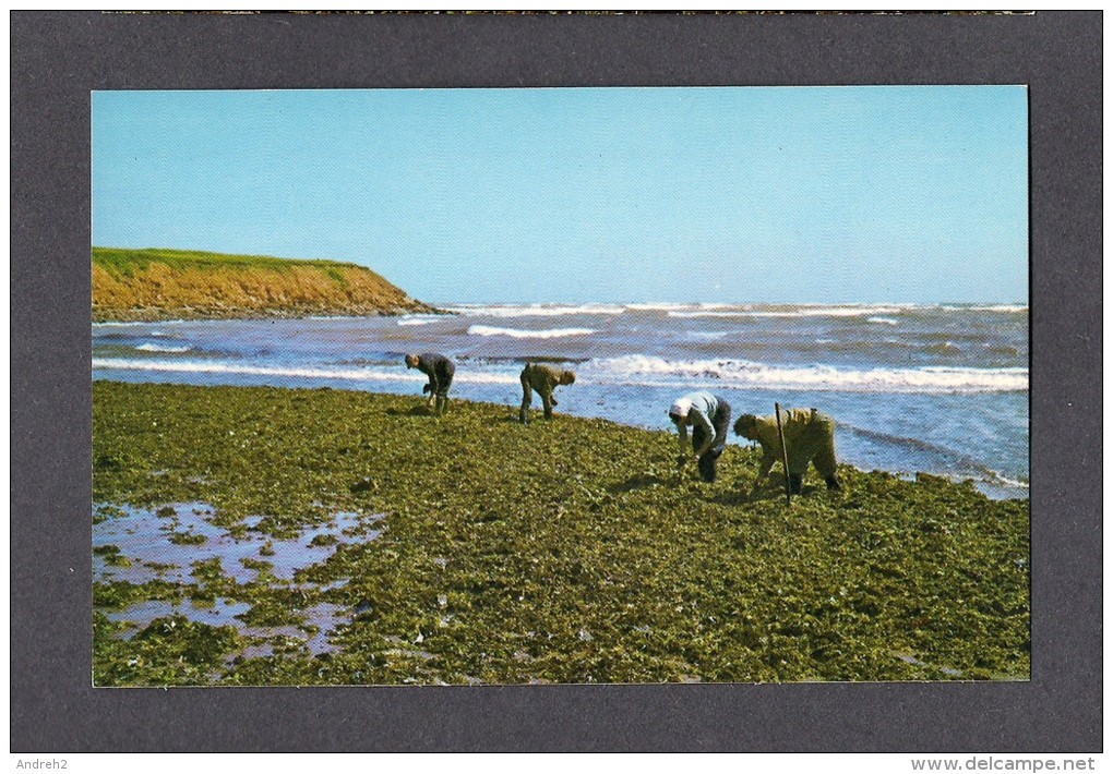 PRINCE EDWARD ISLAND - ILE DU PRINCE EDWARD - RUSTICO - GATHERING IRISH MOSS AT NORTH RUSTICO - Otros & Sin Clasificación