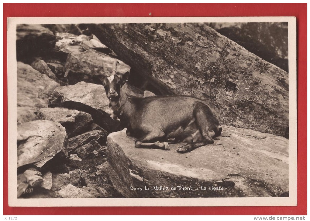 BTRI-11 Dans La Vallée Du Trient Chèvre Brune Sur Un Rocher, La Sieste. Non Circulé. - Trient