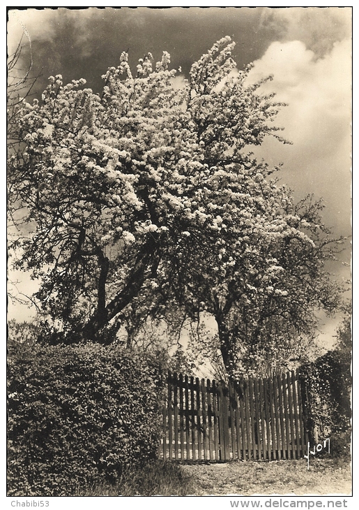 Paysage Normand - Cpsm - Haute-Normandie