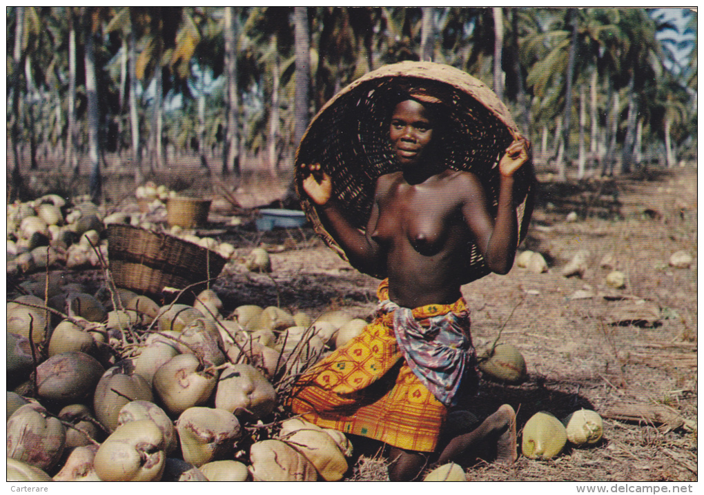 Nue,nu,nude,afrique,récolte De Noix De Coco,crop Of Cocoa Nuts,beauté Africaine Au Travail,metier,job - Französisch-Guinea