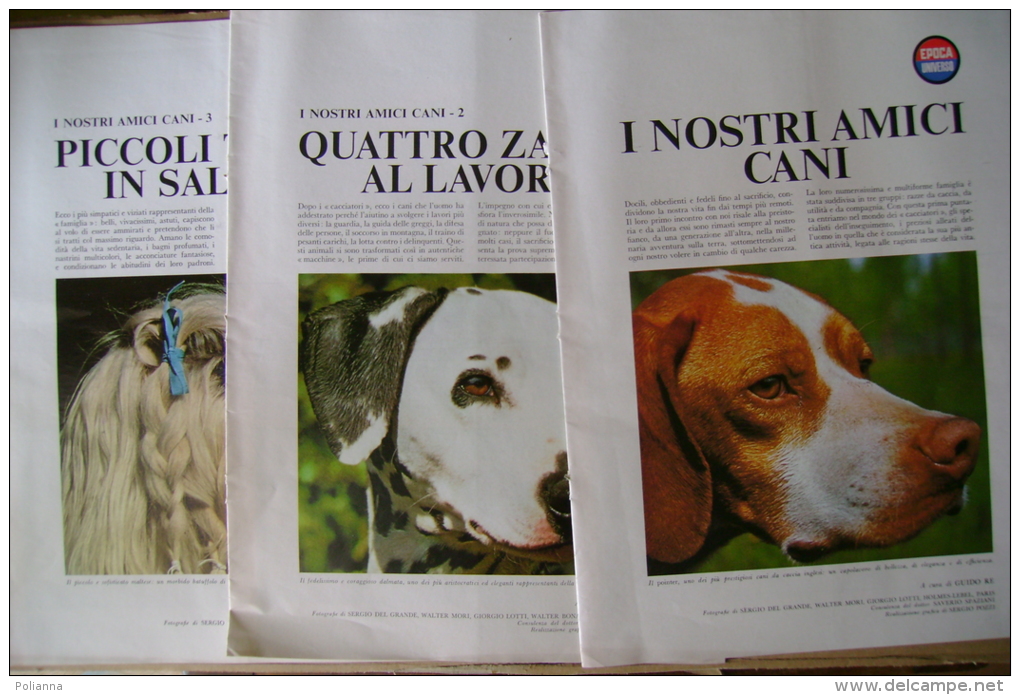 PBY/38 I NOSTRI AMICI CANI Inserti EPOCA-UNIVERSO Anni ´70/POINTER/SPINONE/LEVRI ERO/DALMATA/MALTESE/BARBO NCINO - Animali Da Compagnia