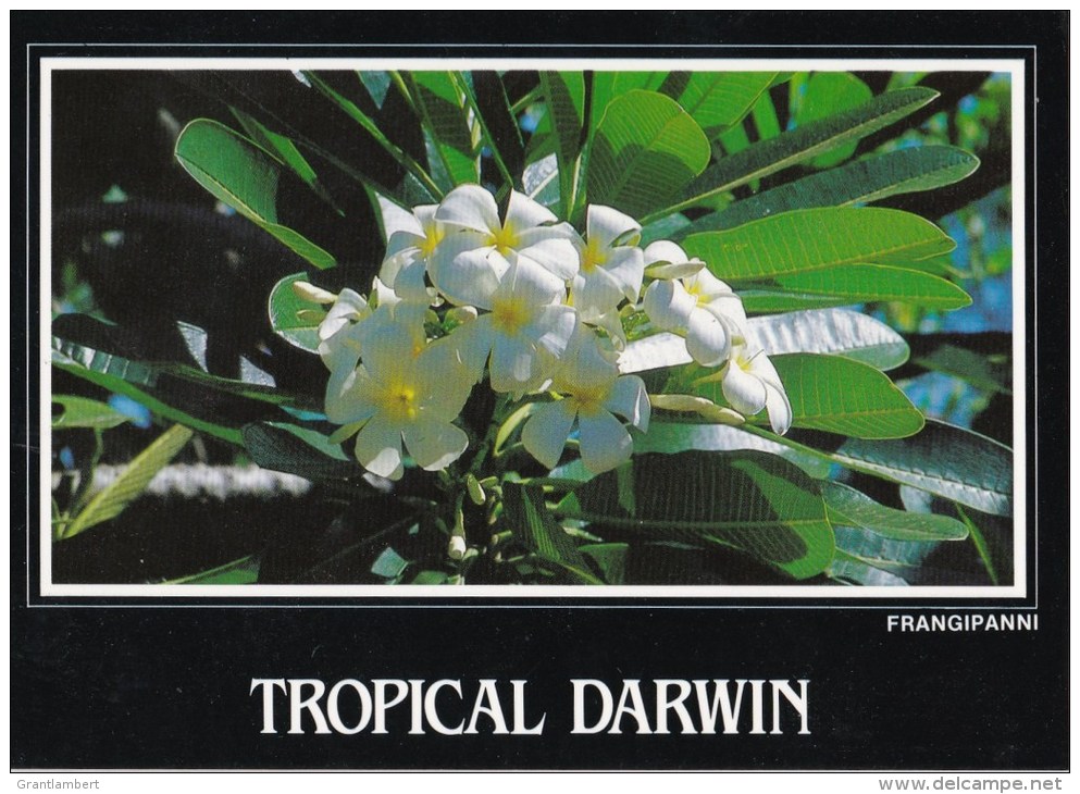 Frangipani, Tropical Darwin, Northern Territory - Big Country TBCPC 395 Used 1989? - Darwin