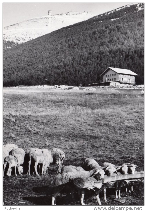 84- Mont Ventoux (Alt 1912m)- Chalet Du Mont Serein-Troupeau- Prise De Vue G.Augier - Otros & Sin Clasificación