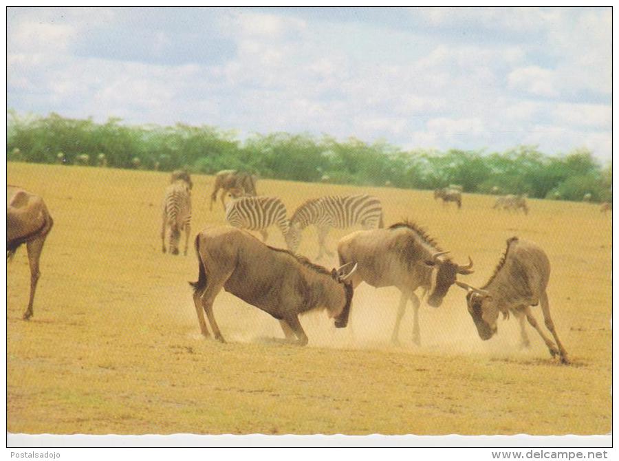 (AN187) ZEBRES ET AUTRES ANIMAUX - Zebras