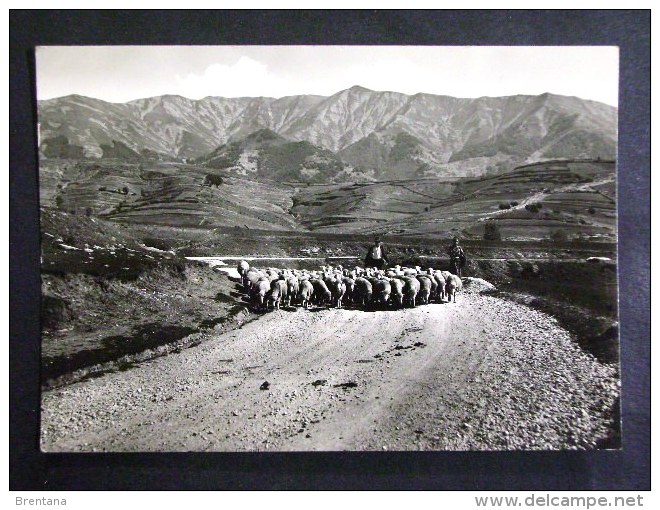 ABRUZZO -L'AQUILA -POGGIO CANCELLI -F.G. LOTTO N°343 - L'Aquila