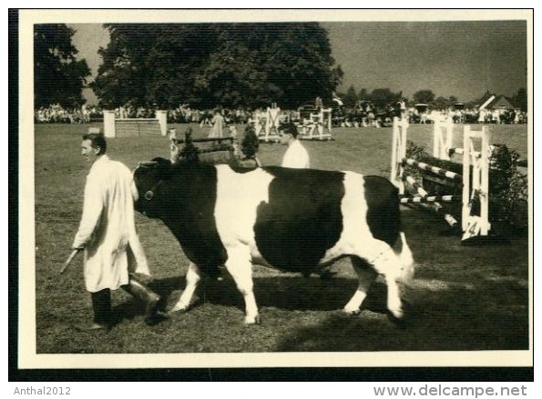 Privat Photo Pic. Horse Show Race Bull Show Cow Alton Hampshire 1960 Rare (1) - Sports