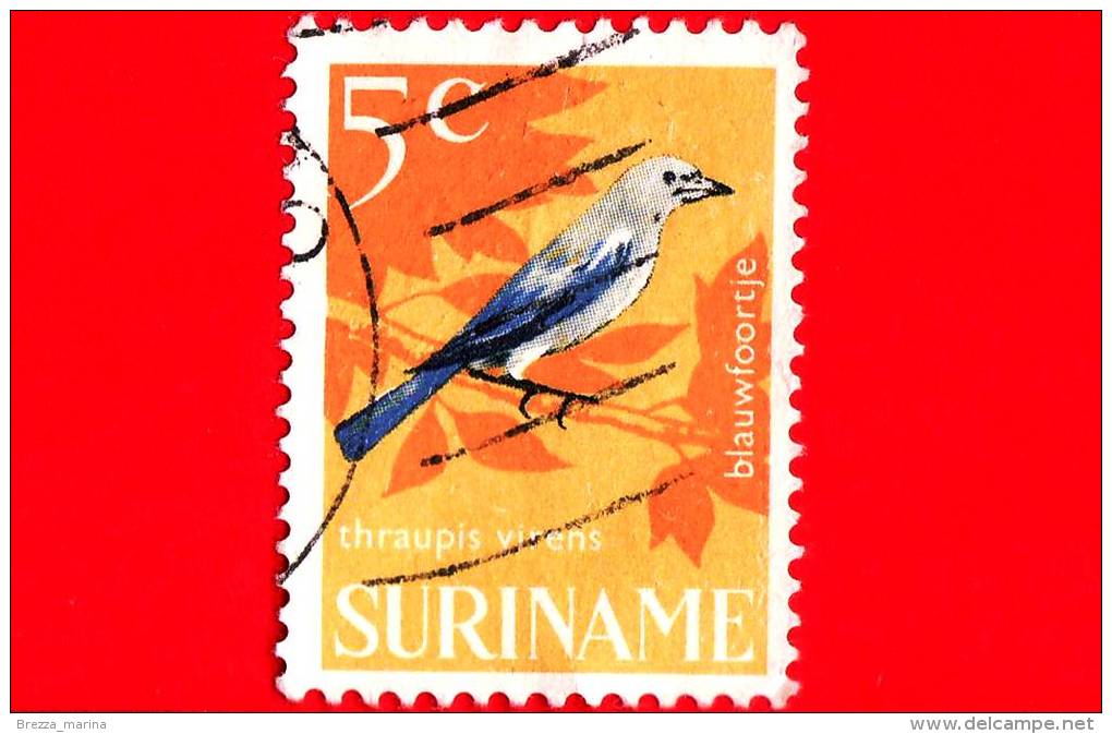 SURINAME - USATO - 1966 - Uccelli - Birds - Oiseaux - Thraupis Virens - 5 - Surinam ... - 1975