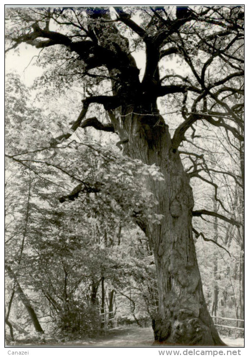 AK Buckow, 1000jährige Eiche, Beschr, 1975 - Buckow