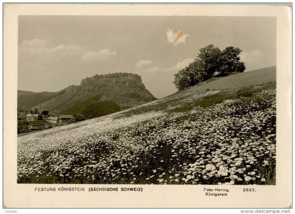 AK Königstein, Festung, Gel, 1957 - Koenigstein (Saechs. Schw.)