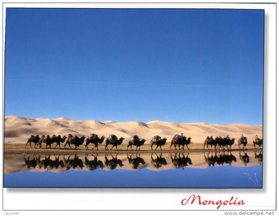 (126) Mongolia - Camels - Mongolie