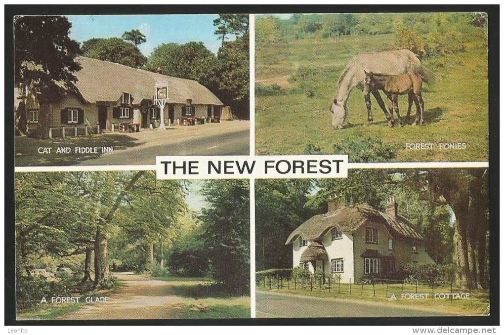 THE NEW FOREST Hampshire Cat And Fiddle Inn Forest Glade Ponies Cottage Uckfield - Autres & Non Classés