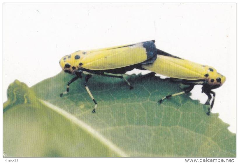 Insect - Black-tipped Leafhopper (Bothrogonia Japonica Ishihara), Korea's Postcard - Insetti