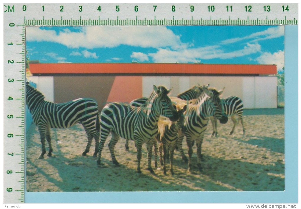 Zèbre De Grant ( Jardin Zoologique De Granby P. Quebec  Canada ) Cpm Post Card Carte Postale 2 Scans - Zebras