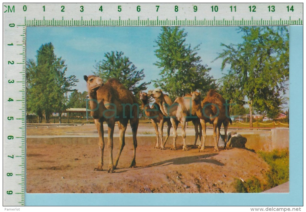 Dromadaire ( Jardin Zoologique De Granby P. Quebec  Canada )cpm Post Card Carte Postale 2 Scans - Autres & Non Classés