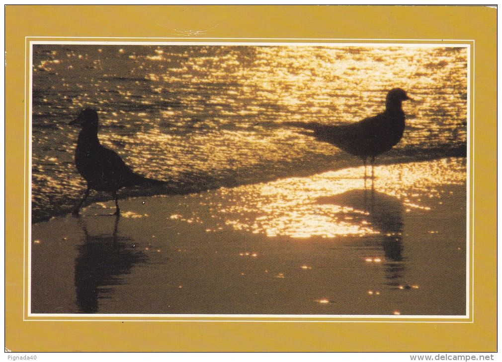 Cp , OISEAUX , Mouettes Au Coucher Du Soleil - Birds