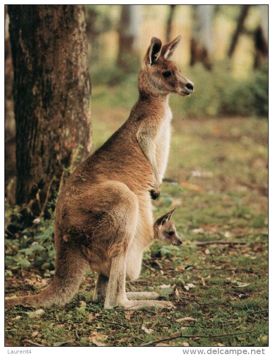 (861) Australia - Kangaroo & Joey - Outback