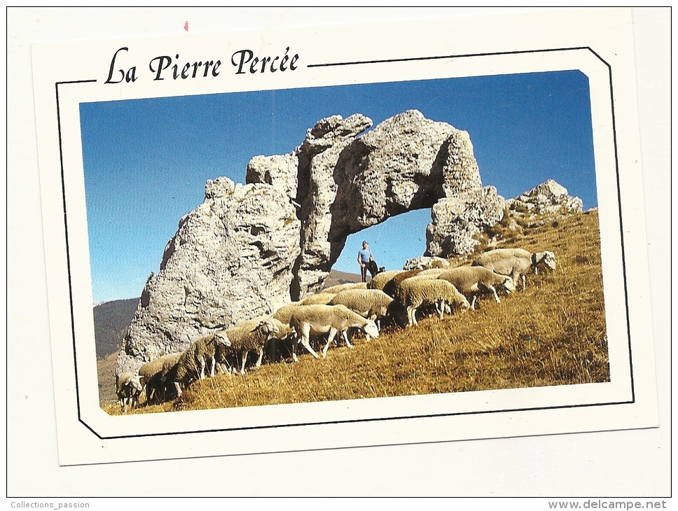 Cp, Agriculture, La Pierre Percée (Dauphiné), Moutons - Viehzucht