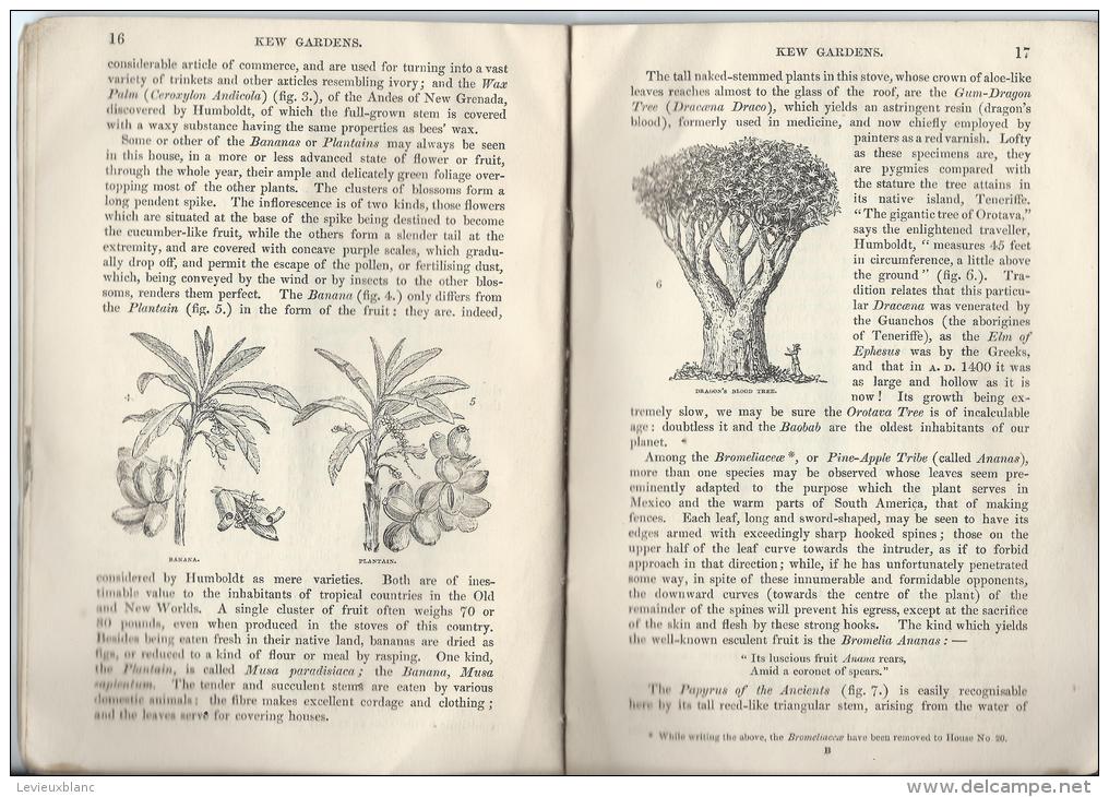 Botanique/Horticulture/Gu Ide / Royal Botanic Garden Of KEW/ W.J. HOOKER/ London/ 1848  LIV12 - 1800-1849