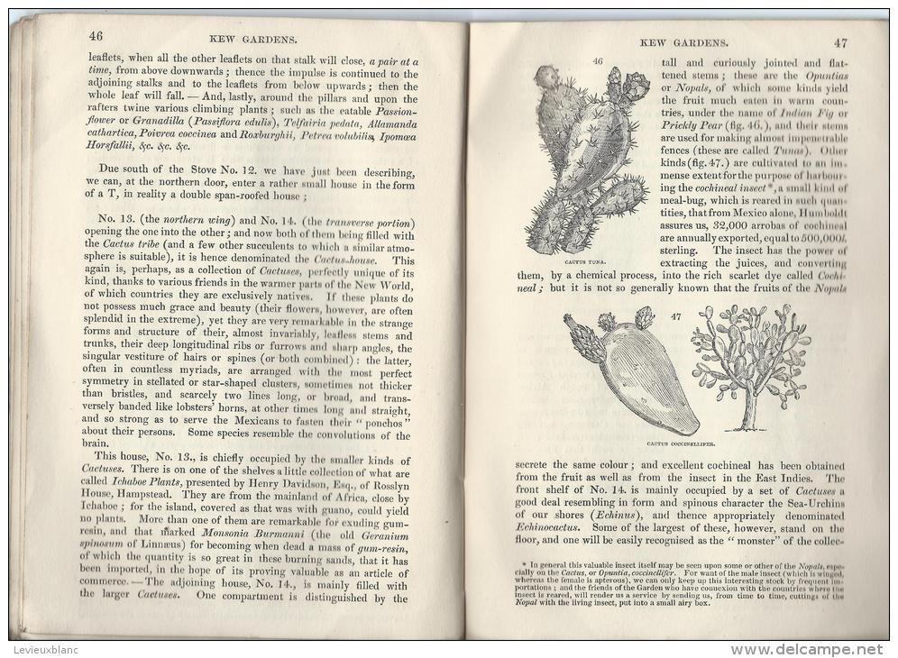 Botanique/Horticulture/Gu ide / Royal Botanic Garden of KEW/ W.J. HOOKER/ London/ 1848  LIV12