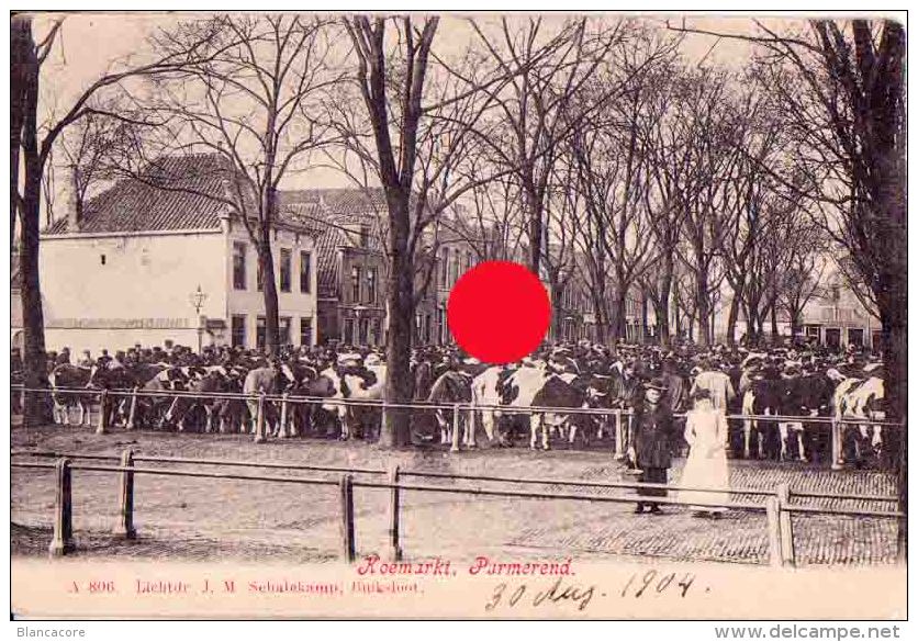 Purmerend 1904 Koemarkt - Purmerend