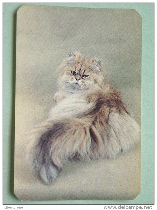 Cat / Kat / Chat 1993 ( Russia Sovjet Unie / 92-5689 ) ( Format 9 X 6 Cm - Zie Foto´s Voor Détails ! - Petit Format : 1991-00