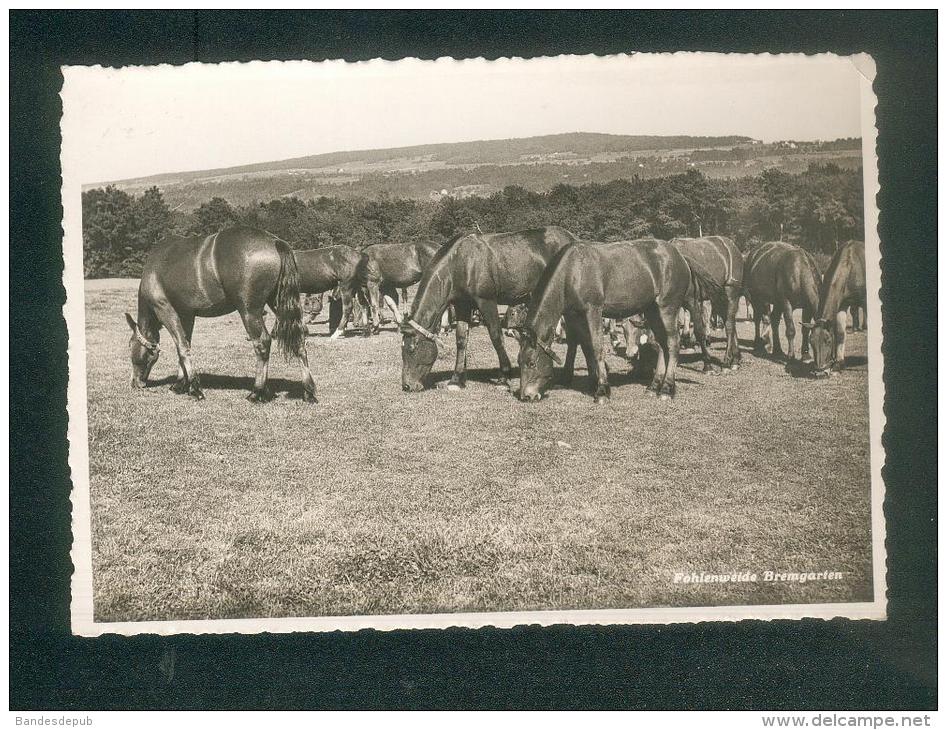 AK - Suisse  AG - Fohlenweide Bremgarten ( élevage De Chevaux Poulains Au Paturage Phot. Beringer) - Bremgarten