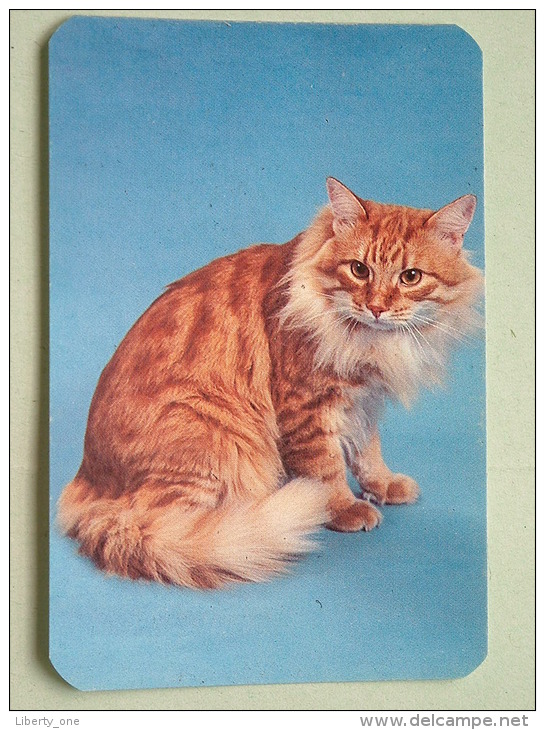 Cat / Kat / Chat 1993 ( Russia Sovjet Unie / 92-5689 ) ( Format 9 X 6 Cm - Zie Foto´s Voor Détails ! - Petit Format : 1991-00