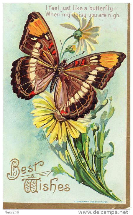 Illustrée Sinée D. MAYER Gaufrée Et Dorée : Papillon Et Marguerites . - Insectes