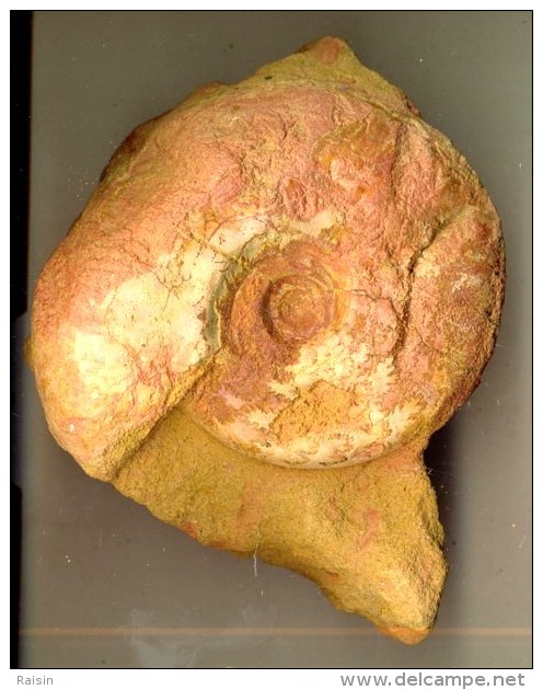 Ammonite Aalénien ( Belmont France )  9 X 8 Cm ( On Distingue Quelques Sutures ) - Fossiles