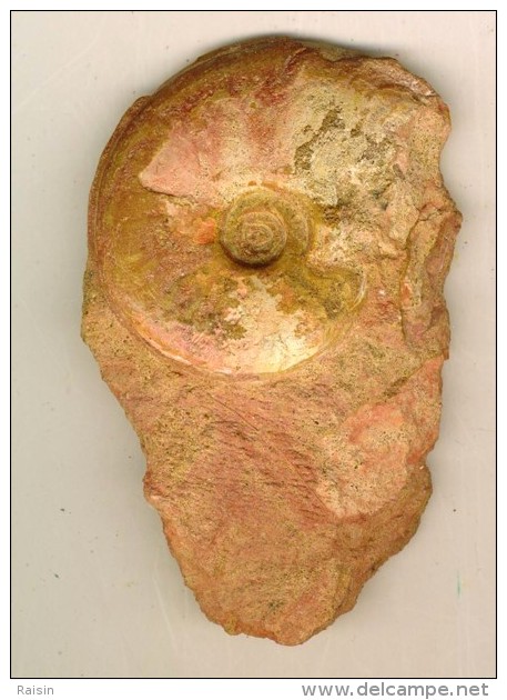 2 Ammonites  Aalénien ( Belmont France ) 6 X 5 Cm Et   5,5 X 4,5 Cm Belles  Sutures Visibles - Fósiles